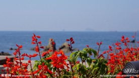 红花映海景