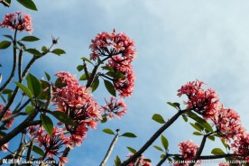 花枝