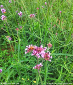 采蜜的小蜜蜂