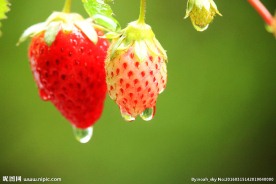 雨后草莓