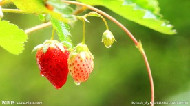 唯美草莓