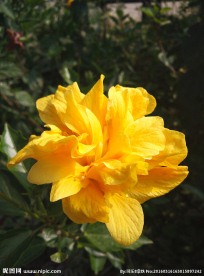 扶桑花