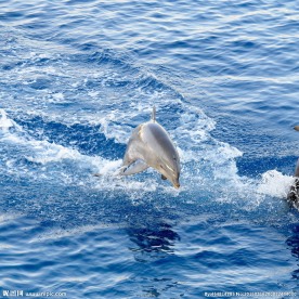 可爱海豚