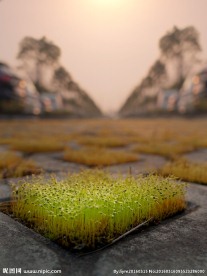 春天里的小草