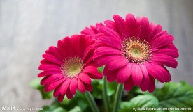 红色菊花