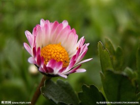 霸王花