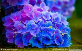 绣球花