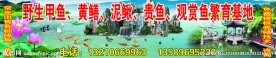野生甲鱼