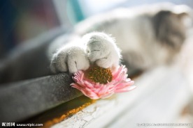 猫爪