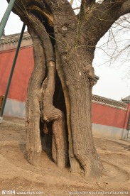 古槐树