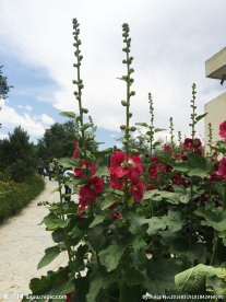 美丽的花