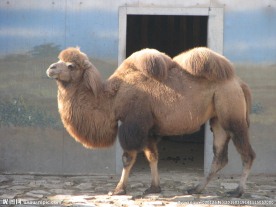 骆驼