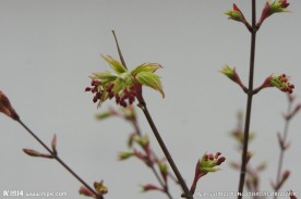 树枝 嫩芽