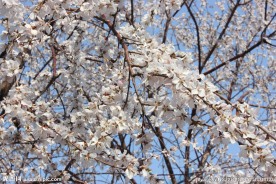 春天桃树开花