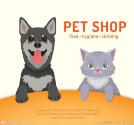 宠物  猫  狗
