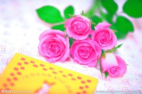粉红玫瑰花
