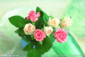 玫瑰花