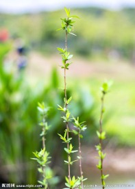 春天小树 发芽