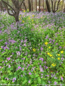 野花 花海