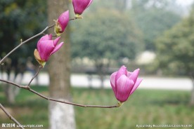 玉兰花