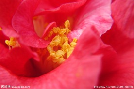 花蕊