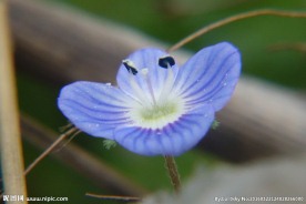 小蓝花