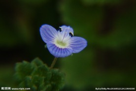 小蓝花