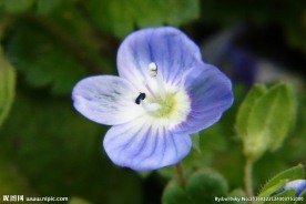 小蓝花