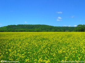 油菜花
