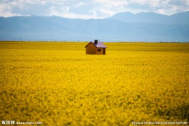 青海湖油菜花