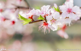 三月桃花