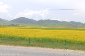 青海湖油菜花