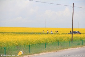 青海湖油菜花