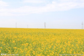 青海湖油菜花