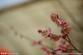 梅花