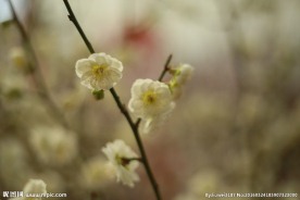 梅花
