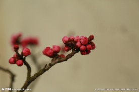 梅花