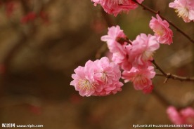 梅花