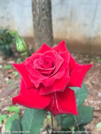 月季花