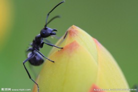 蚂蚁取花蜜