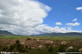 青海草原风光
