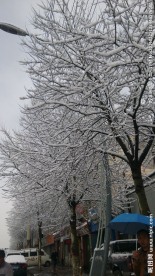 雪树 雪景