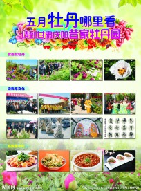 牡丹花宣传