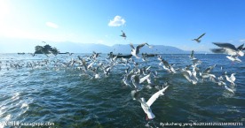 海鸥小普陀