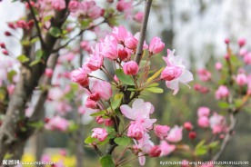 垂丝海棠花