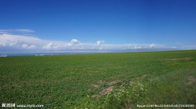 青海草原风光