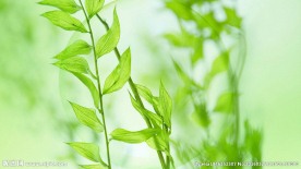 绿色植物