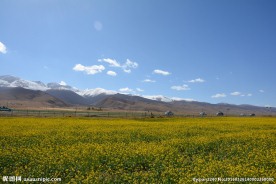 青海湖油菜花