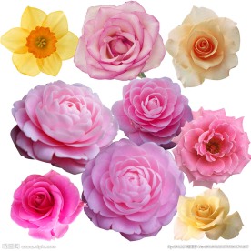 高清单个花朵大全