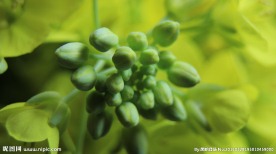 青菜花苞微距摄影